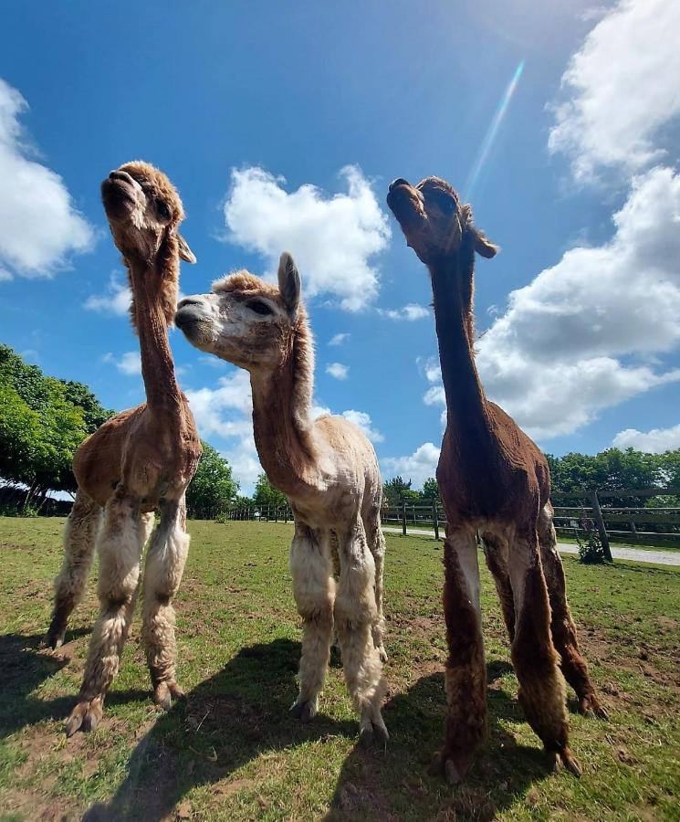 Cosy Barn On Rural Smallholding With Alpacas, Goats & Pigs Stithians Extérieur photo